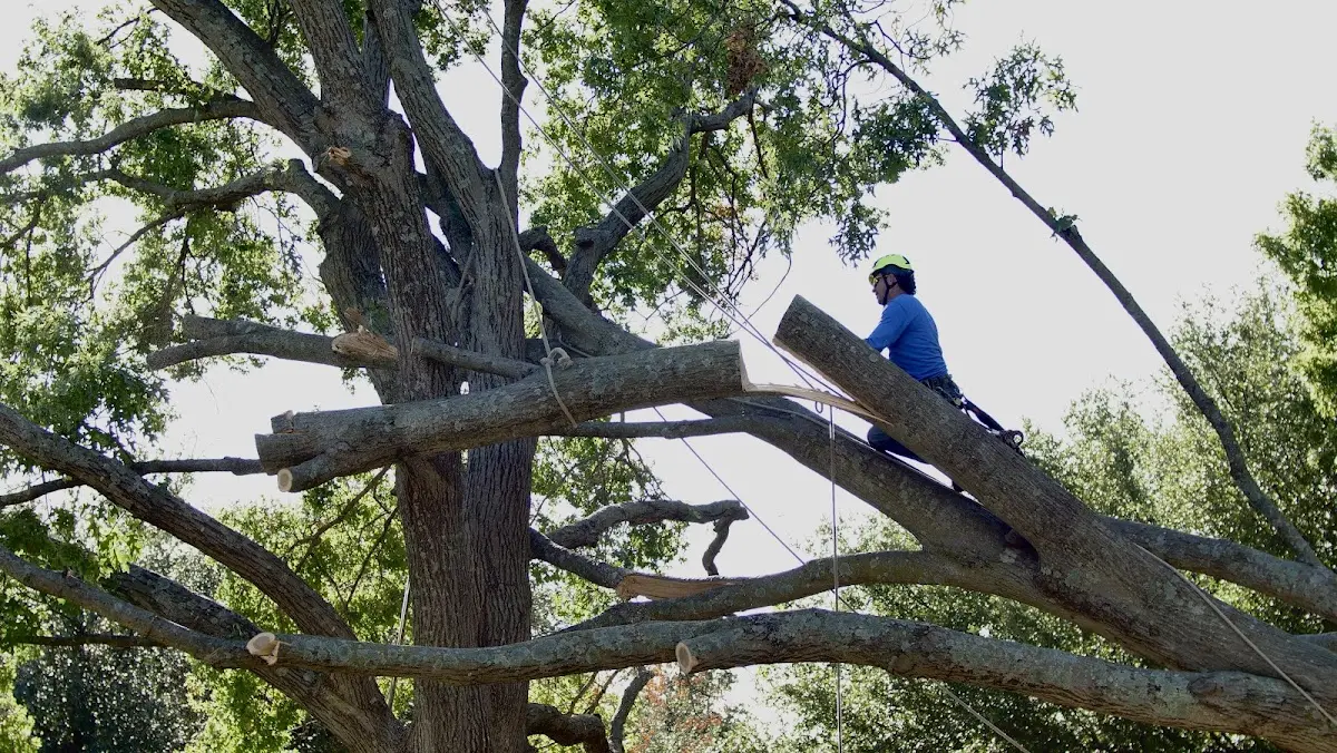 Professional Crown Thinning performed by certified arborists in Mulberry