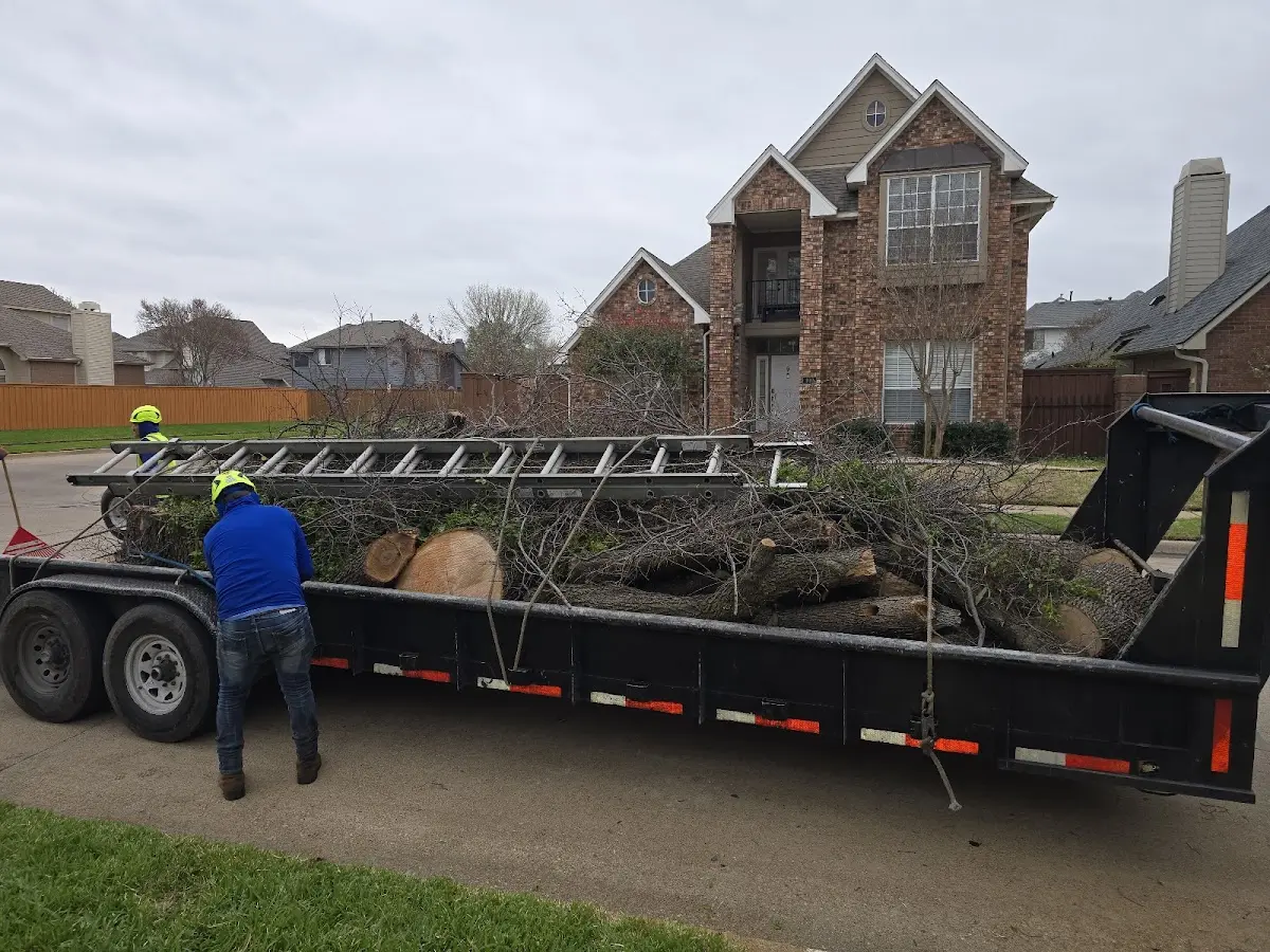 Expert Tree Fertilization with proper safety equipment in Mulberry